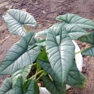 ALOCASIA BISMA CABUTAN