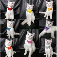 Cat Collar With Bow Tie Gam Yai Fabric