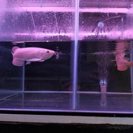 arowana golden red arwana