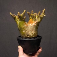 塊根植物 精品黃金皮魔界玉 定植