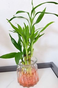 💧水培 富貴竹🌴【富貴竹是一種長青植物，寓意富貴吉祥，既美觀又方便打理，具有風水作用，象徵開運，安然，適合擺放室內或辦公室，植物(6支)連圖中透明水培瓶，實拍如圖】