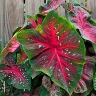 Keladi Bintang Bintik(caladium red star) &amp; Caladium ALOCASIA LONGILOBA(KELADI CANDID)RANDOM BATANG HIJAU/HITAM