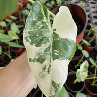 Alocasia Macrorrhiza Variegated/Alocasia Albino/Caladium-Keladi Albino