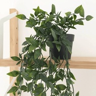 FEJKA Artificial Potted Plant Indoor/Outdoor Decoration Hanging Fake Plant Tumbuhan Tiruan Hiasan