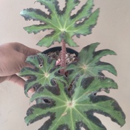 tanaman hias begonia bintang/begonia jari/,begonia star