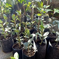 Laurel Bayleaf Seedlings (Luckiest Plant 4-5 inches) - Free pot and white pebbles