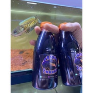 [BUNDLING] Channa EVO BLUE FISH FEED + CANDULE KETAPANG EXTRACT (BY BABA CHANNA) see-97
