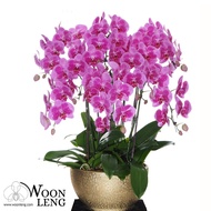 8 phalaenopsis in 1 pot Birthday / Wedding / Housewarming / Thankyou Gift