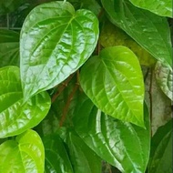 Tanaman Sirih Hijau Pohon Sirih Herbal Hijau / Daun Sirih Hijau Pohon Daun Sirih Hijau