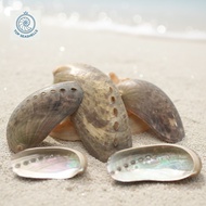 Haliotis Asinina Shell (Ear Abalone) - Decorative Abalone Shell in many sizes - Beautiful Abalone Sh