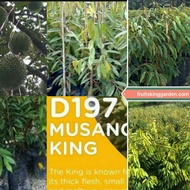 2 X ANAK POKOK MUSANG KING HYBRID 3 FEET +++TALL [WEST MALAYSIA ONLY]