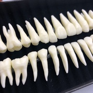 28pcs Resin Dental Model 1:1 Dental Demonstration Permanent Teeth Model Dental Implant Model