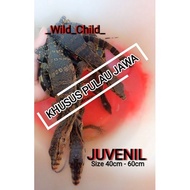 Salva Size Juve, Varanus Salvator, Water Monitor (Grade C)