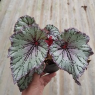 Tanaman begonia rex putz