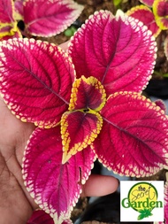 Mayana Coleus Super Red Apple (Rare Mayana) with FREE plastic pot, and garden soil (Outdoor Plant, Real Plant, Live Plant and Limited Stock) - Plants for Sale