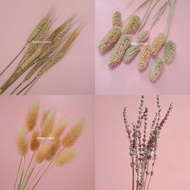 Dried Flower Lavender Phalaris Lagurus Wheat Bunga Kering Asli Import