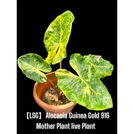 【LSG】Alocasia Guinea Gold 916 Mother Plant outdoor live Plan