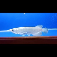 Ikan arwana super red platinum 12cm