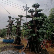 Tanaman hias bonsai elegant xxl