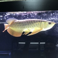 arwana golden red 30cm