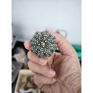 Cactus Astrophytum Asterias Rare 星兜 稀有仙人掌 仙人掌