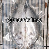 Ikan Siakap Bekok Kelantan Kurang Masin