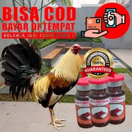 Aduan Juaranya Doping Ayam Petarung Taji GANAS super power full lincah agresif Champion Injection