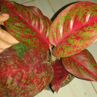 Bibit bunga aglonema red stardas