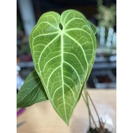 ‼️FREE SHIPPING‼️Anthurium Magnificum x Regale [Real live plant] ⚡️READY STOCK⚡️