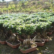 Boni Jalan Ubi Manis Borong Periuk Bujur Pokok Bonsai Ginseng Bonsai Ficus Microcarpa Akar Melihat B