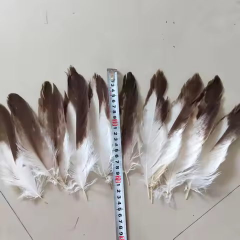 10 pcs rare eagle feathers, 5-25cm (2-10 inches) in length, must be decorated with feathers for cele