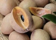 Cây Sapoche mêxico ( Hồng xiêm )