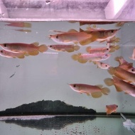 Sale Terlaris !!! Ikan Arwana Golden Red