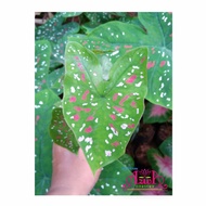 Tanaman Hias Keladi 3 Warna Caladium Three Colours MINI