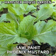 HSK [4gram/12gram] PHOENIX MUSTARD 173 SEED / SAWI PAHIT / BIJI BENIH SAYUR
