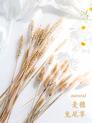 Ins natural wheat spike dried flower rabbit tail grass grass take pictures props food photography ba