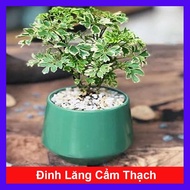 Cây Đinh Lăng Cẩm Thạch - cây cảnh để bàn