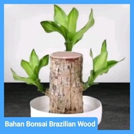 Brazilian Wood Bonsai Material 15cm high ready to plant in indoor and outdoor