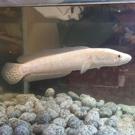 channa argus albino