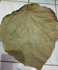 Terlaris DAUN PAKKUA KERING PILIHAN /PAKKUA ZHAU /PAKUA/PATKUA.