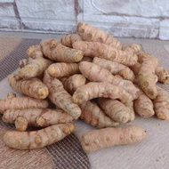 Kunyit Segar 1kg | Kunyit Segar Bumbu Dapur | Kunyit Organik Fresh 1kg | Kunyit Kuning