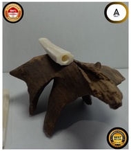 Once Padudan piparoko tulang sapi import 105cm - 125cm mirip gading GG bahan tebal setara once iga i