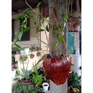 READY STOCK 💥 Pokok Orkid Hutan 🌼 Pokok Hidup