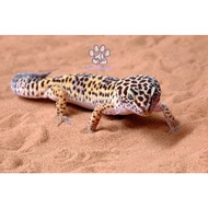 (The Bool's) Reptile Sand, Bird Cage Base, Reptile Gecko Animal Cage