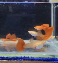 【彩蝦屋】種魚級全紅白子孔雀魚 買5對送1對 吃孑孓