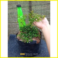 ✼ ▥ ▼  ️ Bucida  Garden Decorations