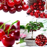 20Pcs Cherry Seeds Organic Seeds Fruit Seeds Bonsai Tree High Quality Seed In The Garden Flower Seeds Vegetable Benih Pokok Buah Live Plants Indoor Air Plant Seed Big Red Sweet Cherry Benih Tree Pokok Bunga