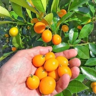 Bibit jeruk nagami okulasi Termurah
