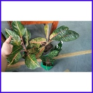 ⊕ ☾ SALE!!!! BUNDLE OF 3 for 350 only Aglaonema Varieties all actual photo
