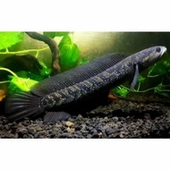 channa asiatica ws pure 5-6 cm 10 ekor